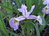 Iris x robusta Gerald Darby